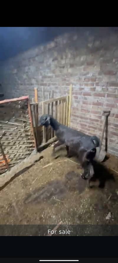 second timer without baby 4,6 dant