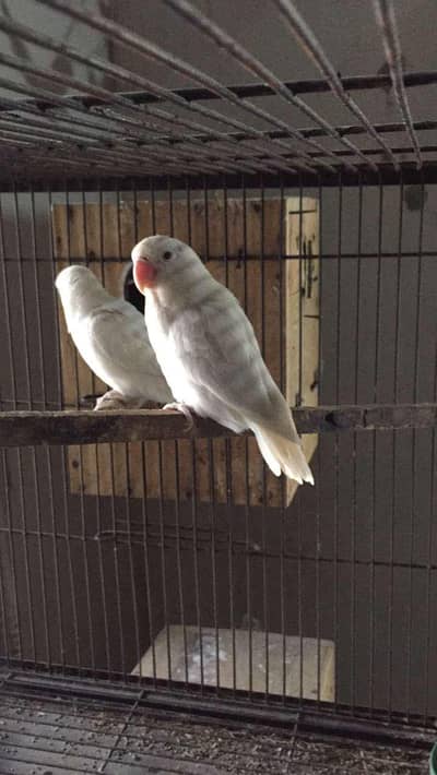 1 pair Albino red eye healthy and active final price 3500