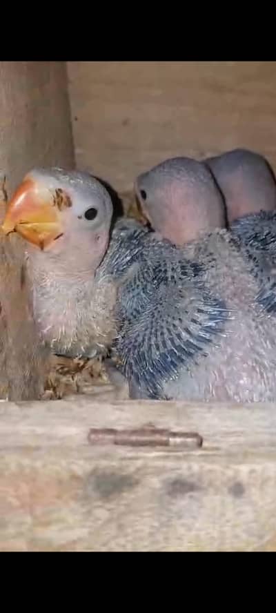 raw baby for sale 03404273256 watsap Baki details