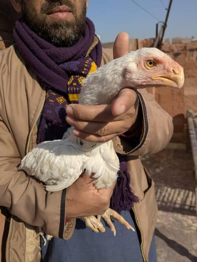 Pure White Parrot Biek Aseel Female For Sale - Strong & Healthy Breed