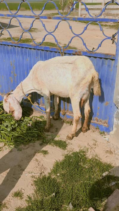 For sale Barki Baby Sht hn 03261055540 Whatsapp