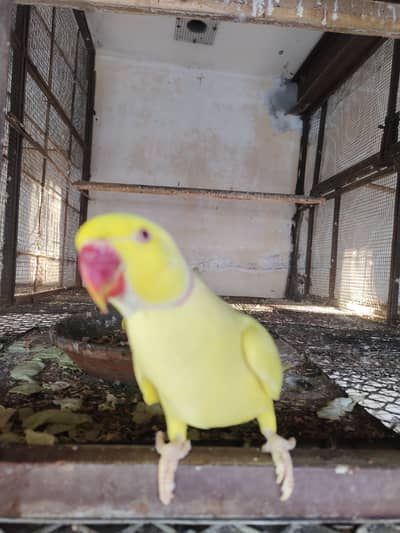 yellow ring nek parrot
