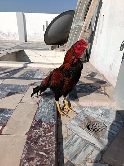 aseel  for sale/exchange