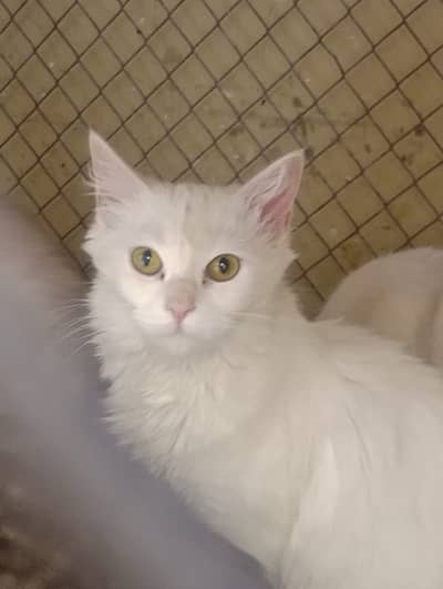 Persian cat/ kitten/ punch face/ doll face/ double coat / Cat