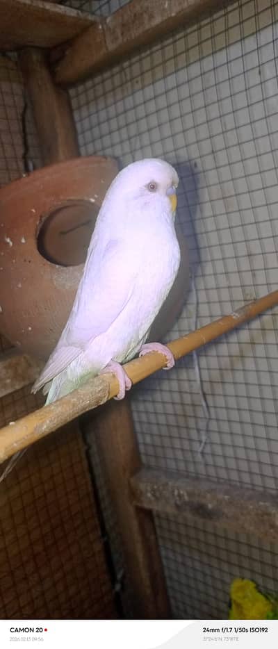 Exhibition breeders males 5