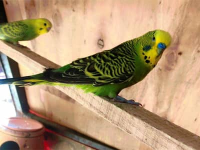 King Size Breader pair