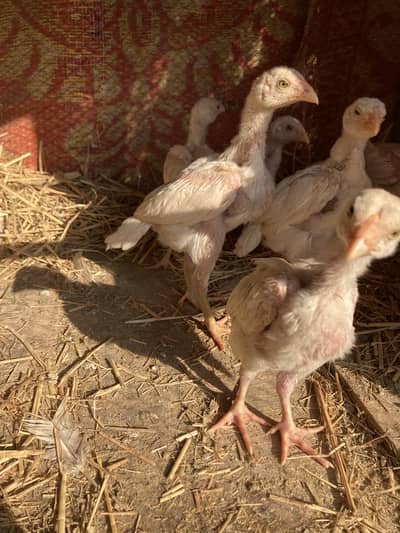 Aseel Heera chicks for sale  1 peace 1500