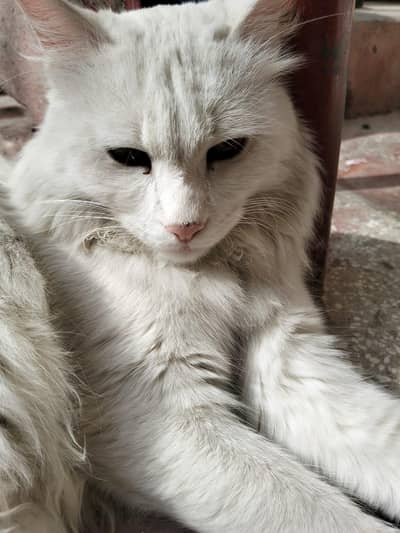Persian cat light brown eyes