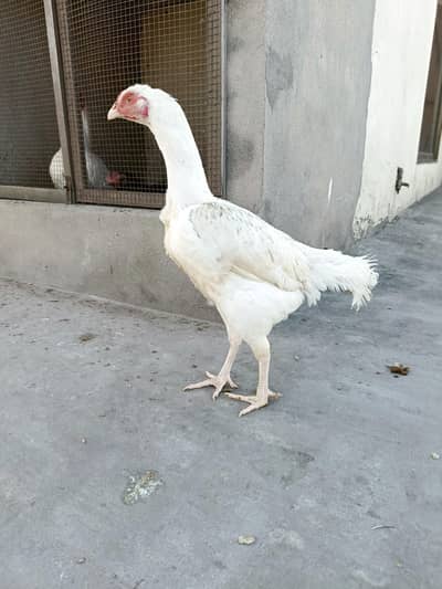 Paper White Heera Madi