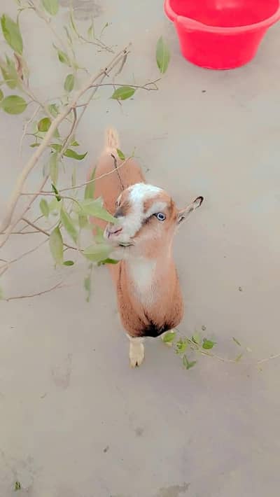 Teddy bakra for sale healthy and active