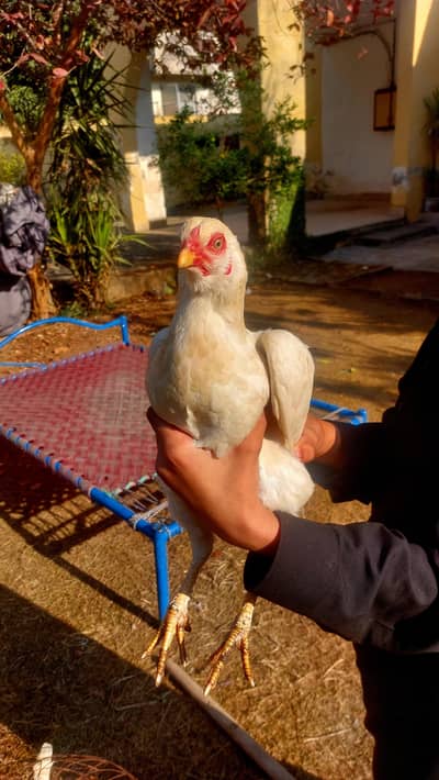 Pure Desi Egg Laying Hens