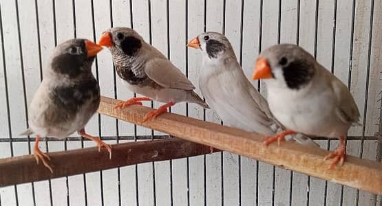 finch/finches/white cheek finch