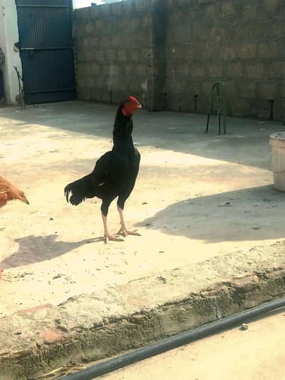 Aseel lasani patha For sale