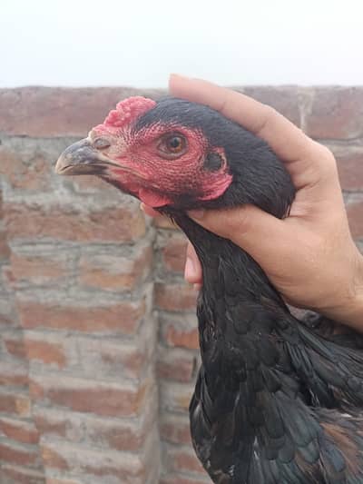 Watnam Pair + pure sahmo aseel murgi