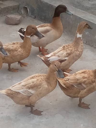 Khakhi cambell duck eggs