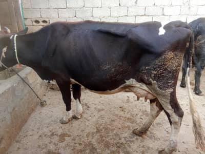 Jersey cross cow 0314 5387877