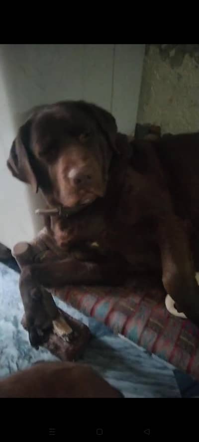 Male female both are available. . . please interested log contact kare