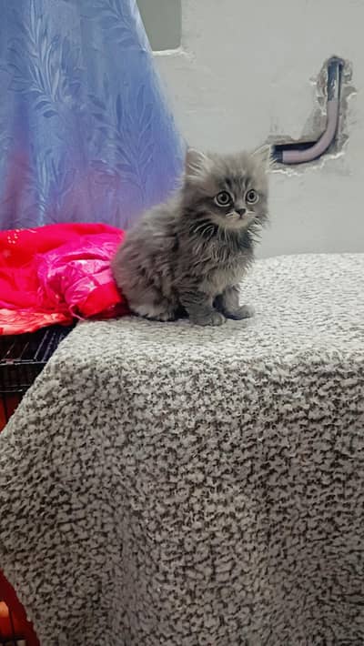 Cute Persian Kittens