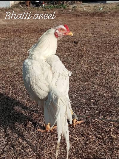 long tail white aseel phata