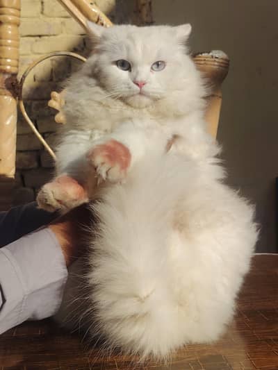 Persian Cats Female