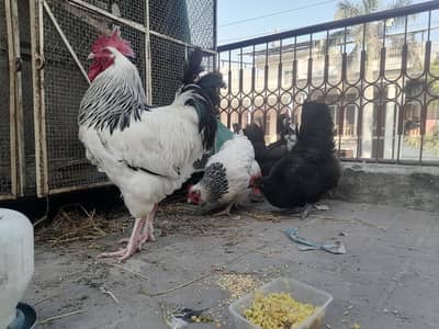 Sussex/Australorp Black/Lohmann