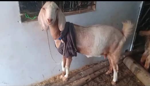 Bakri for Sale
