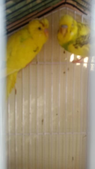budgie's berrot,breader pair 