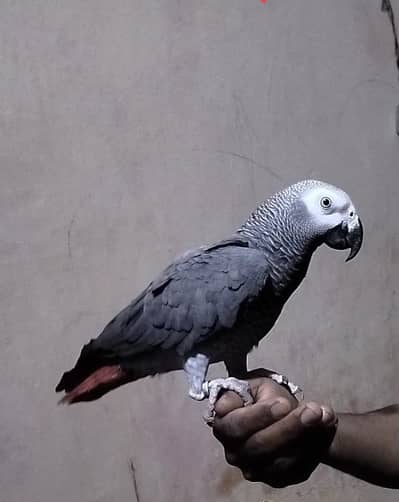 African grey parrot ,