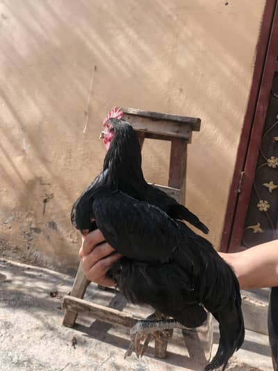 Australorp Breeder Murga