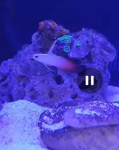 marine saltwater fish Yellow Wrasse and  Firefish