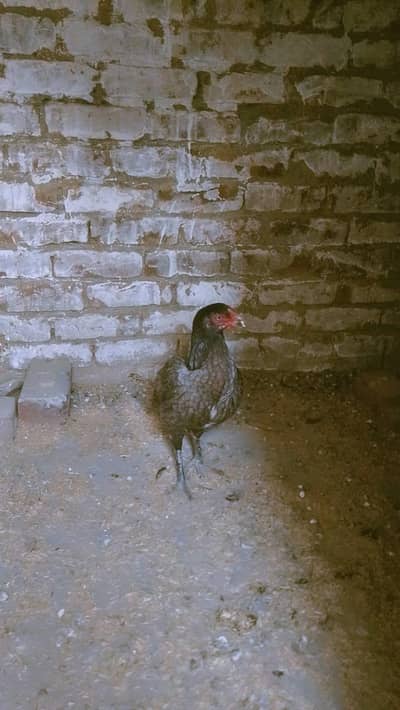 aseel Java mein se hai