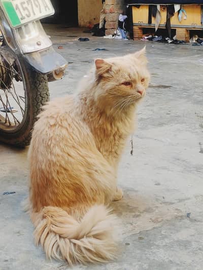 Russian is cat s price 25000