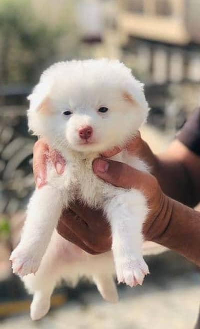 Russian puppies 03111968618