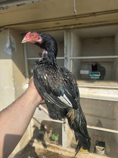 Aseel Sawa Patha 4 sale white nok nali eye choras nali