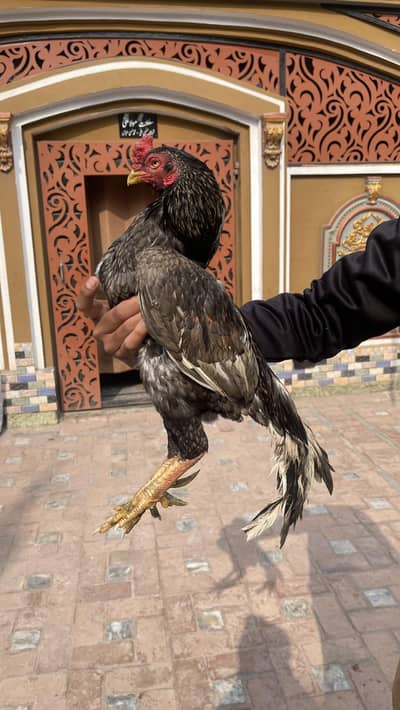 salta aseel murga for sall ?