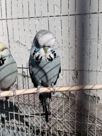 exhibition budgries pair