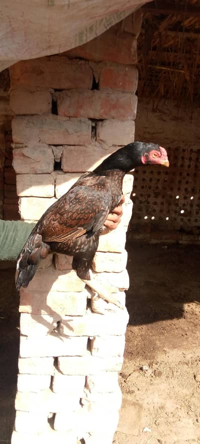Amroha bloodline female