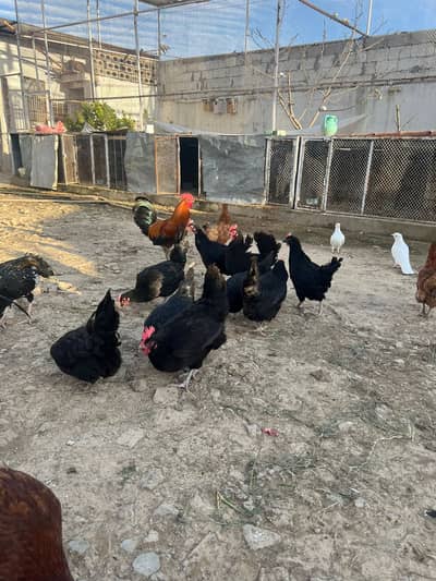 desi murghi /golden misri egg/golden misri hen / desi hen /مرغی