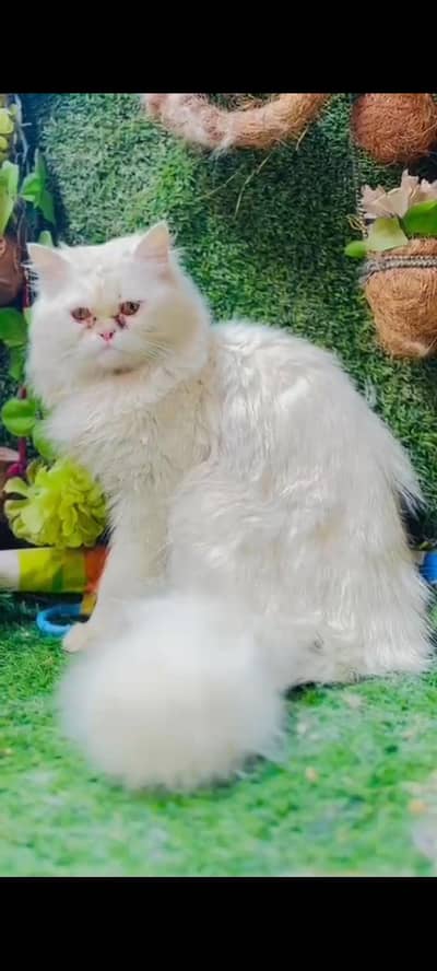 persion male cat