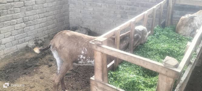 beautiful makhi cheeni female kids. home breed. mother and father record