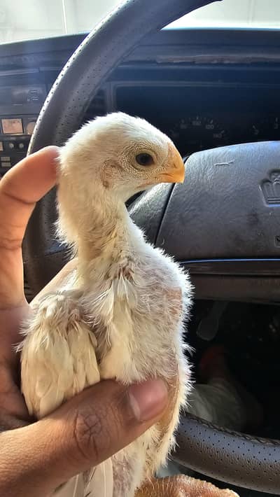 Indian Parrot beak chick | Tamil nado Tampered Tail | Chick's