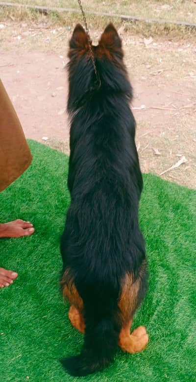 German Shepard female for sale 03262107955 my WhatsApp number