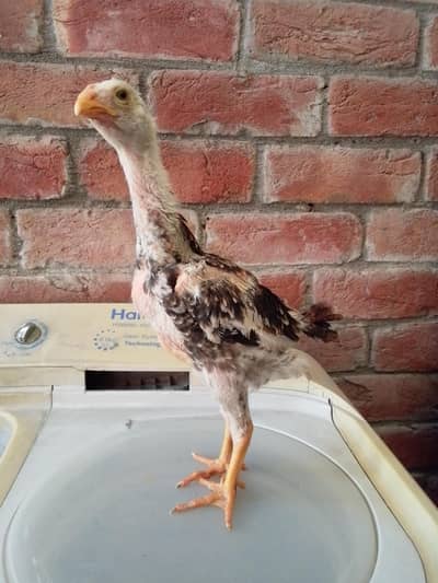 o shamo beautiful bird long height chick only male