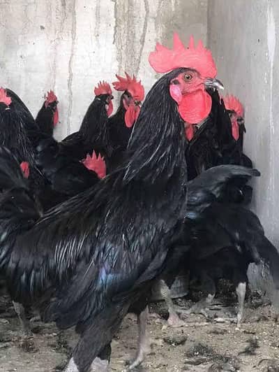 Australorp