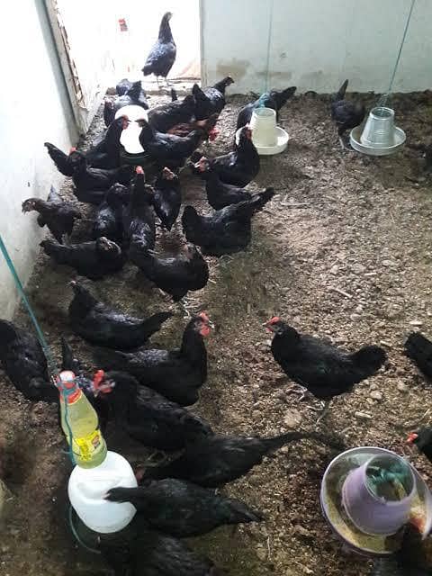 Australorp 1