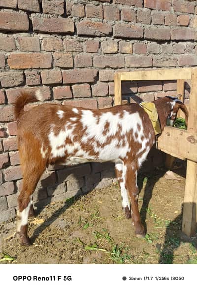 Hight 26 inch Makhichini