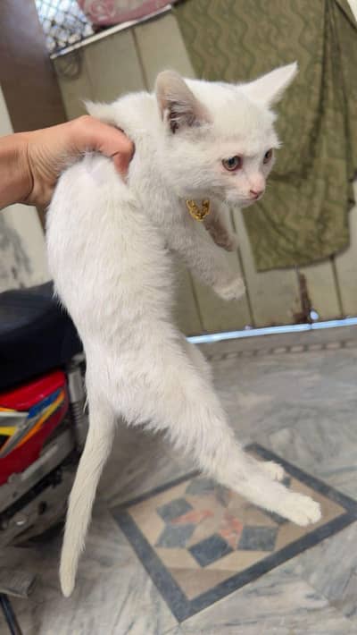 persian cat for sale argent female cat