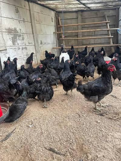 Australorp