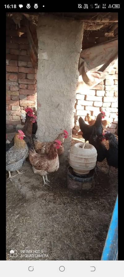 golden misre hens and fertile eggs