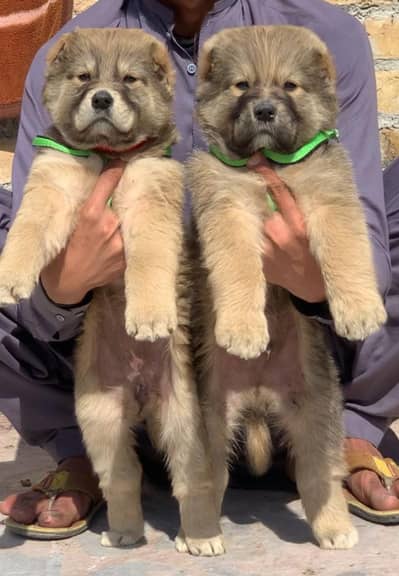 King Kurdish kangal dog 2 month f9or sale